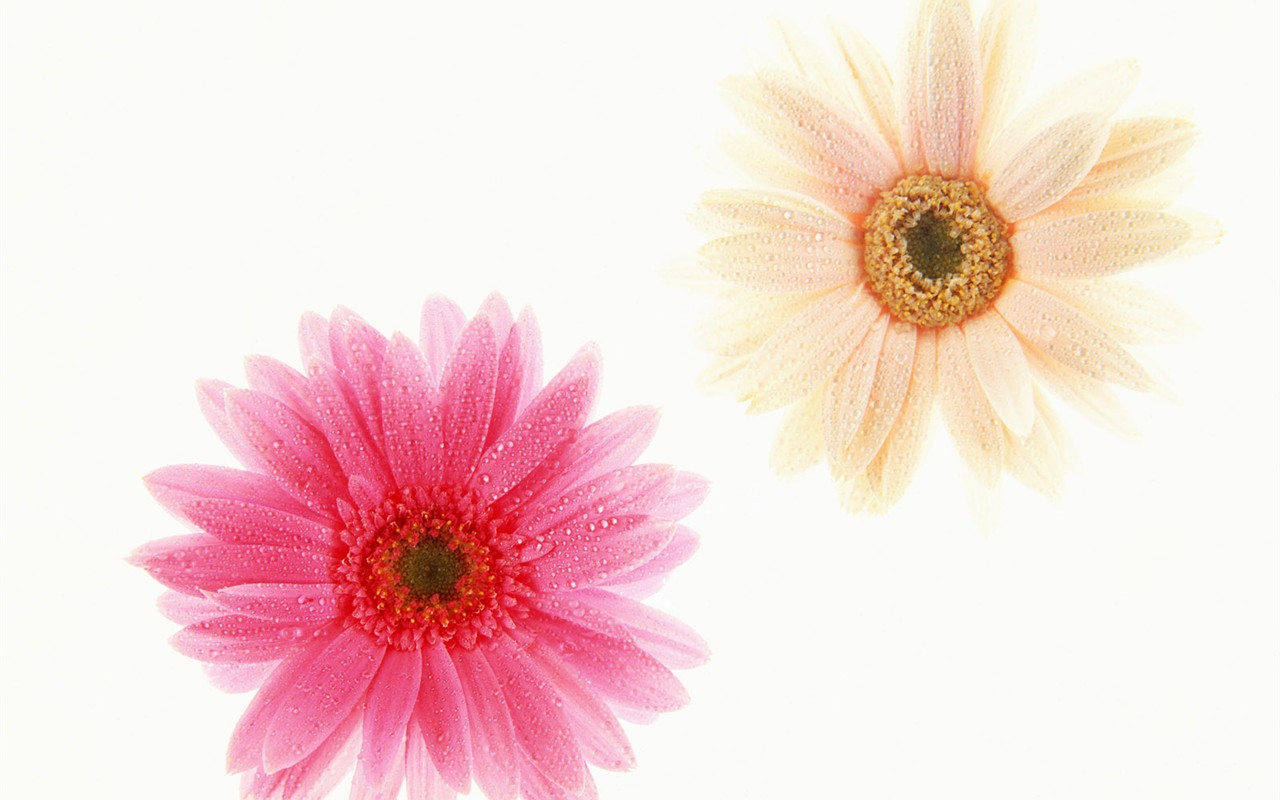 Flower Hintergrundbilder Selection (1) #34 - 1280x800