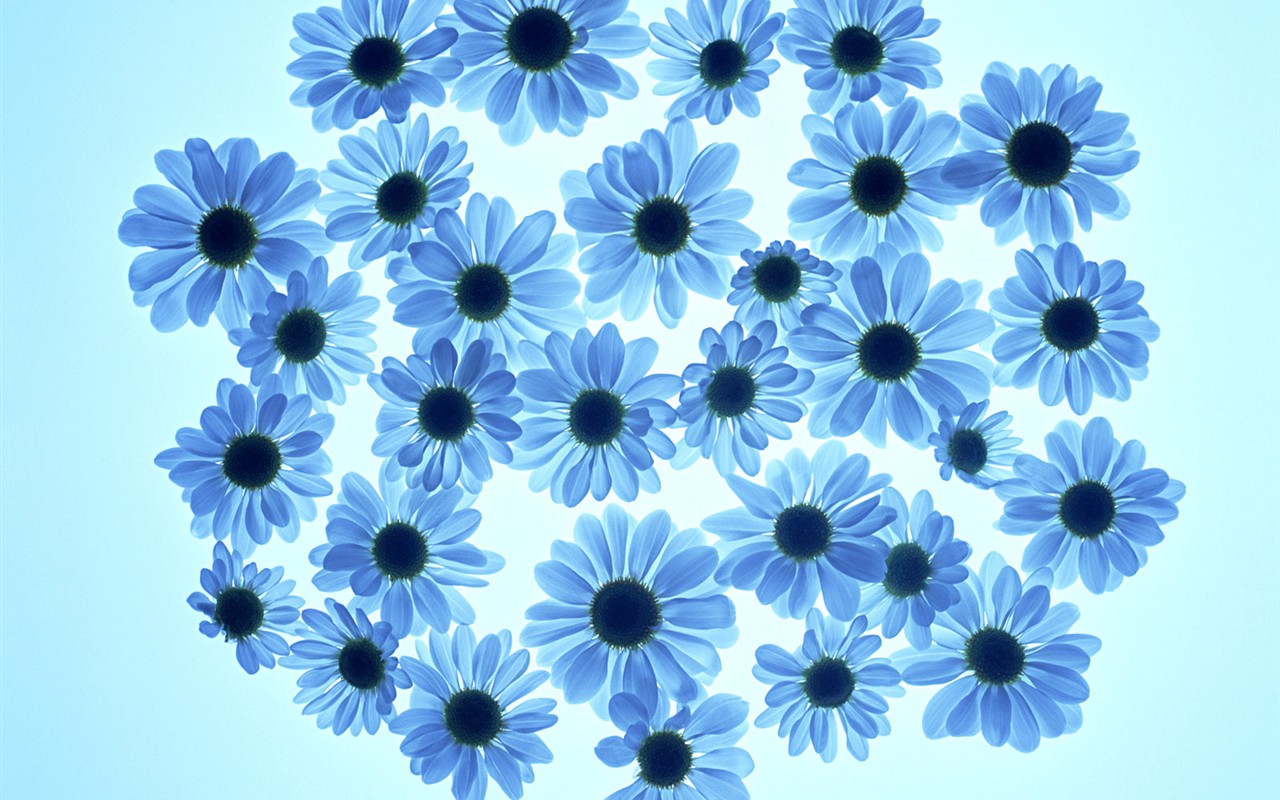 桌面鮮花壁紙精選(一) #35 - 1280x800