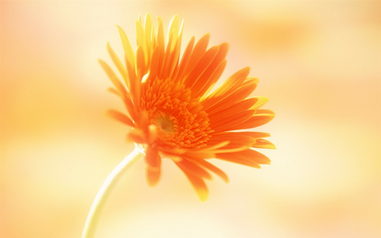 Flower Hintergrundbilder Selection (1) #36 - 1280x800