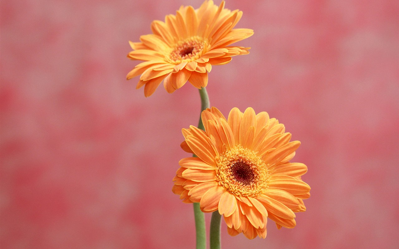 Flower Desktop Wallpaper Selection (1) #38 - 1280x800
