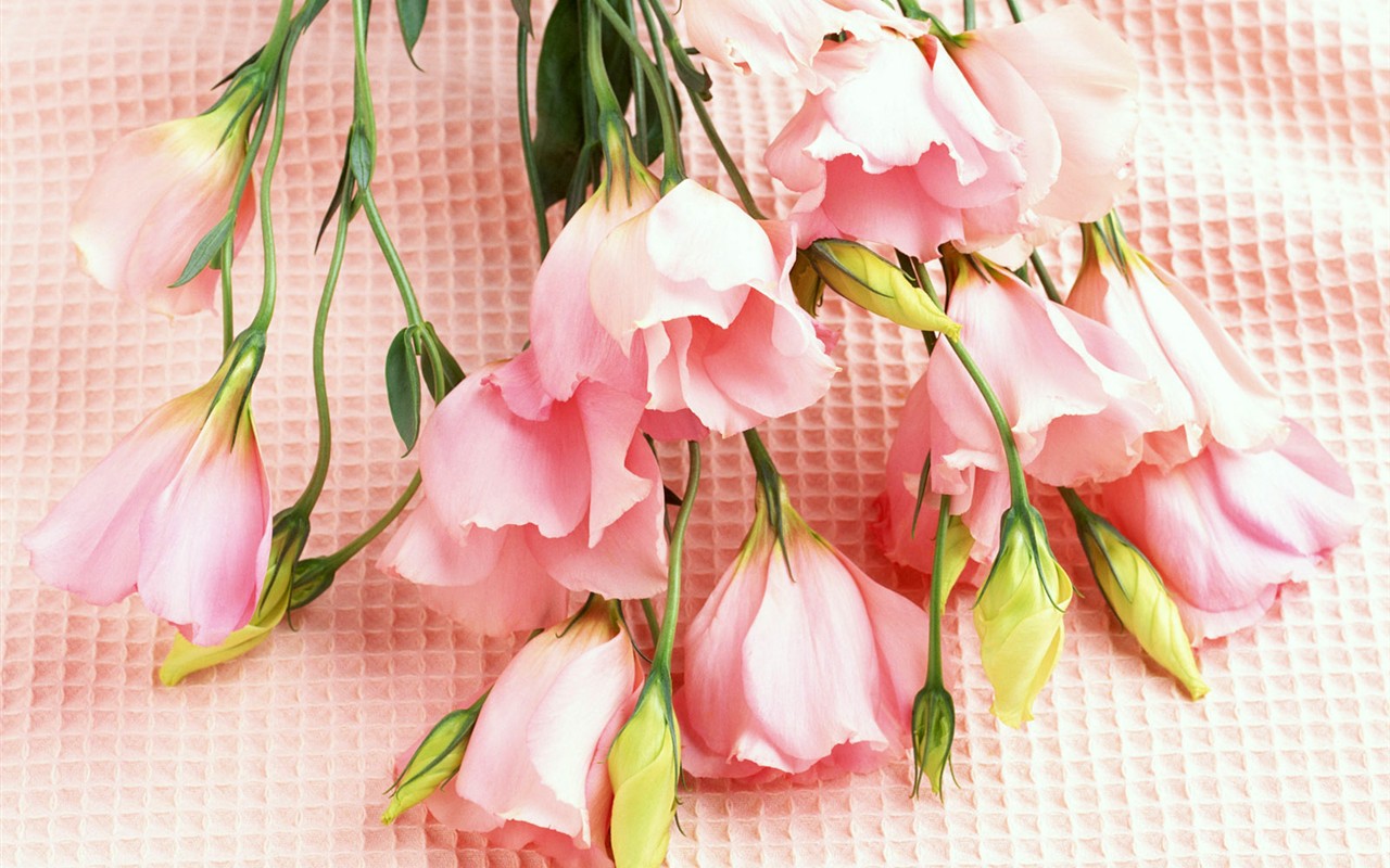桌面鮮花壁紙精選(二) #1 - 1280x800