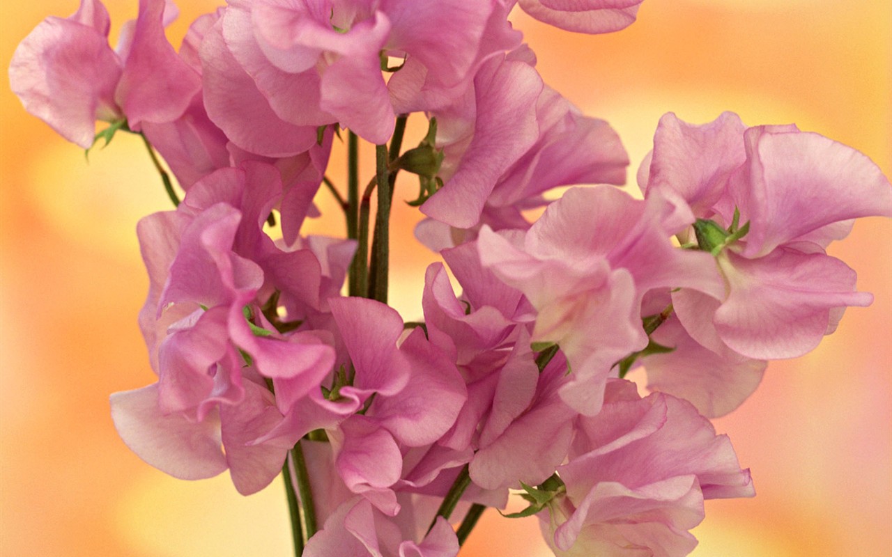 Flower Desktop Wallpaper Selection (2) #8 - 1280x800