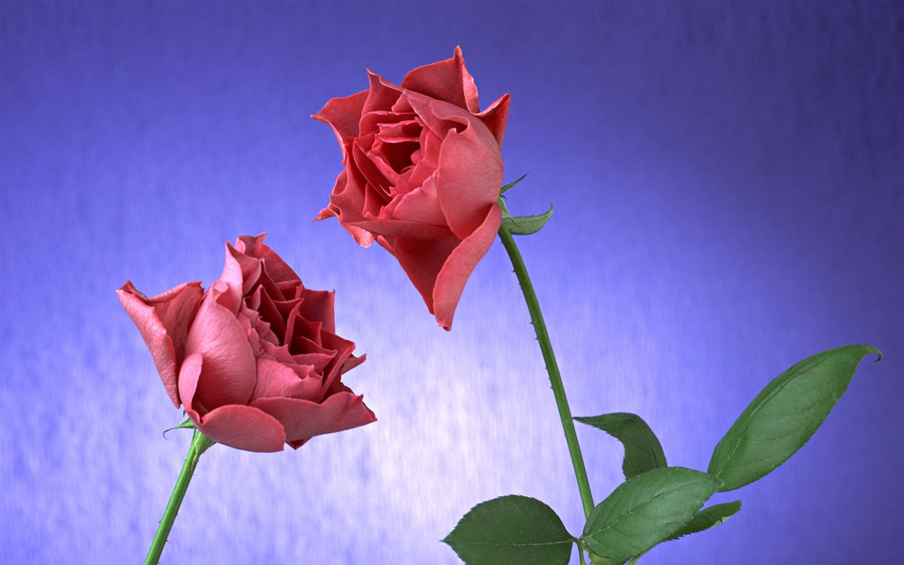 桌面鮮花壁紙精選(二) #30 - 1280x800