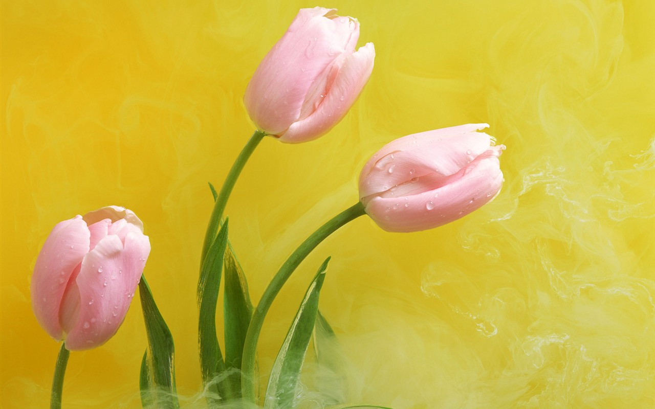 桌面鮮花壁紙精選(二) #31 - 1280x800