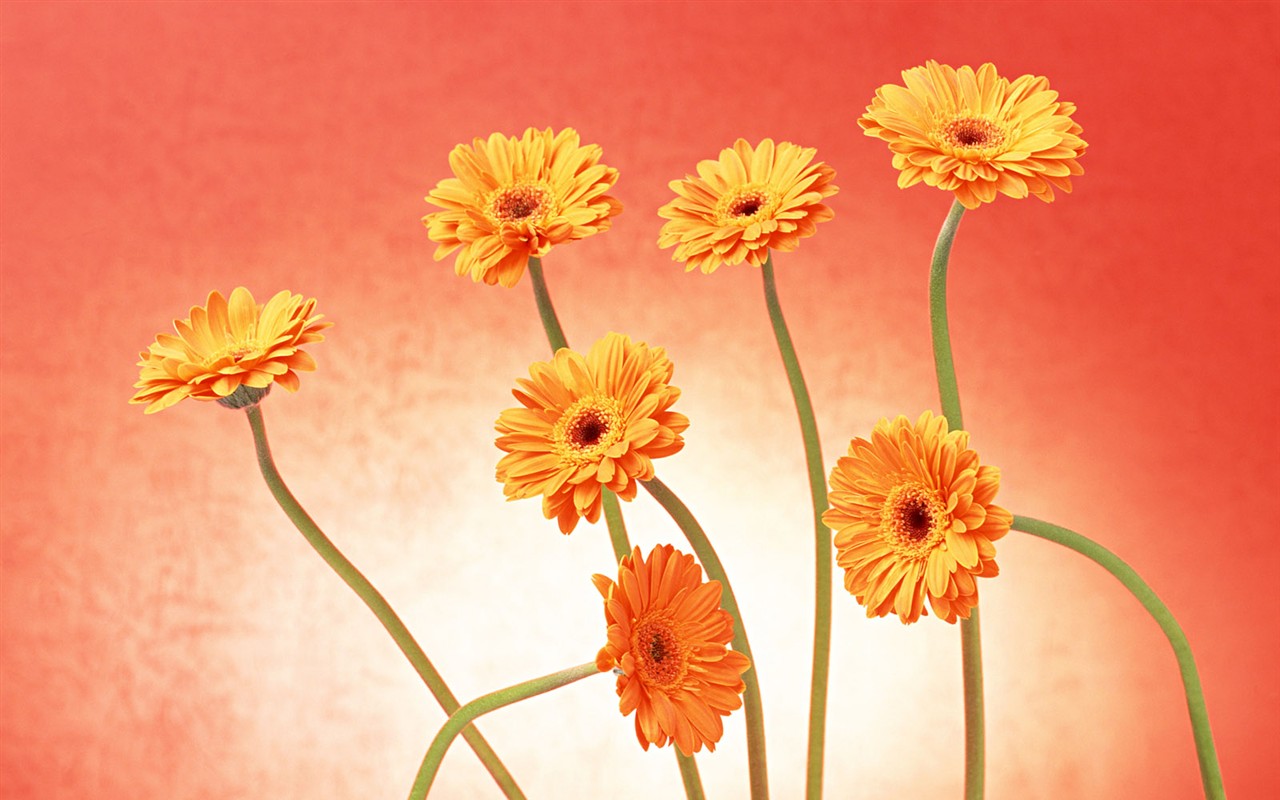 桌面鮮花壁紙精選(二) #33 - 1280x800