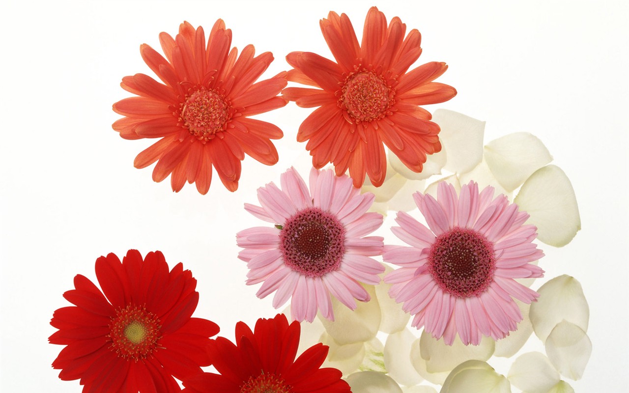 Flower Desktop Wallpaper Selection (2) #35 - 1280x800