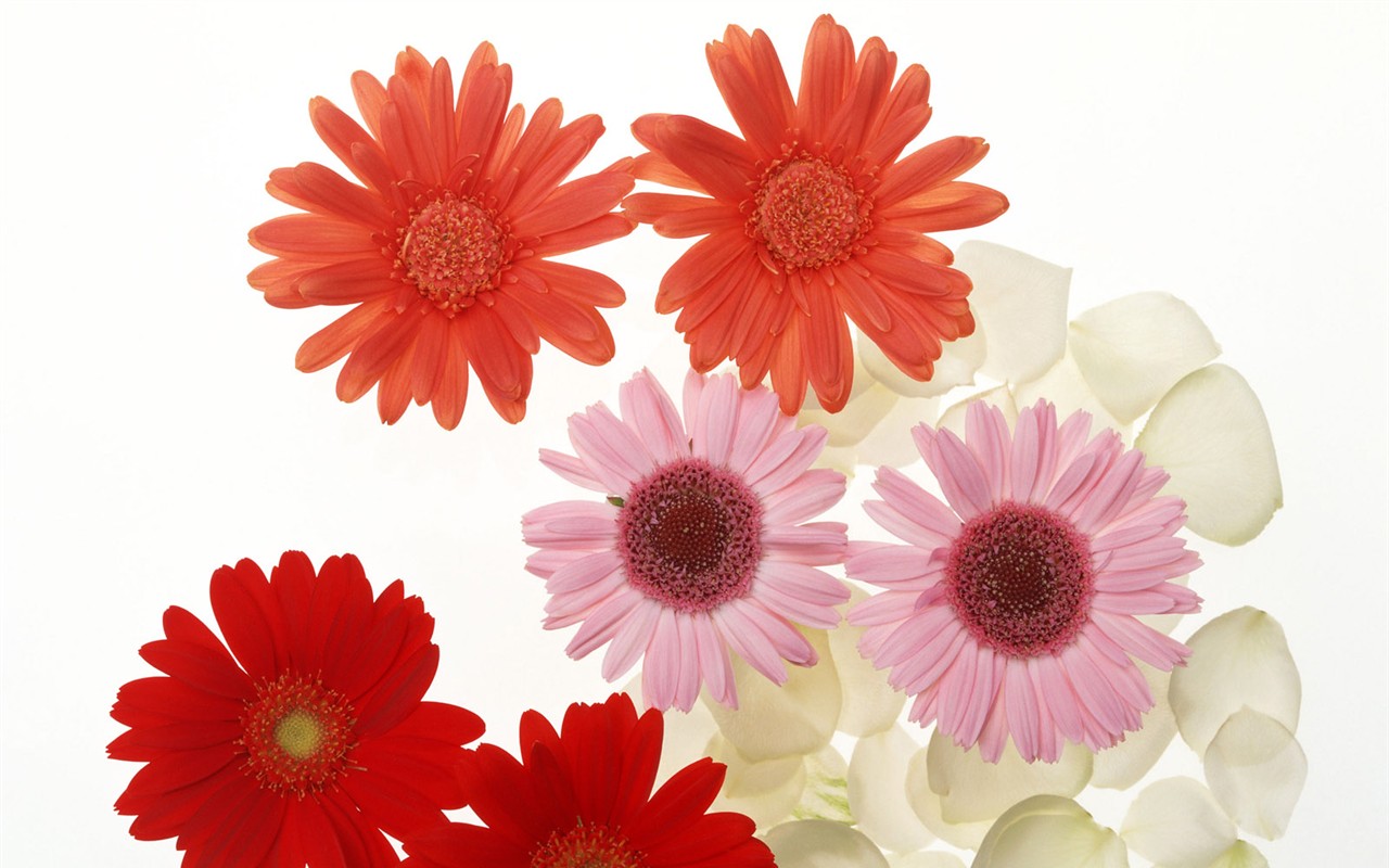 桌面鮮花壁紙精選(二) #35 - 1280x800