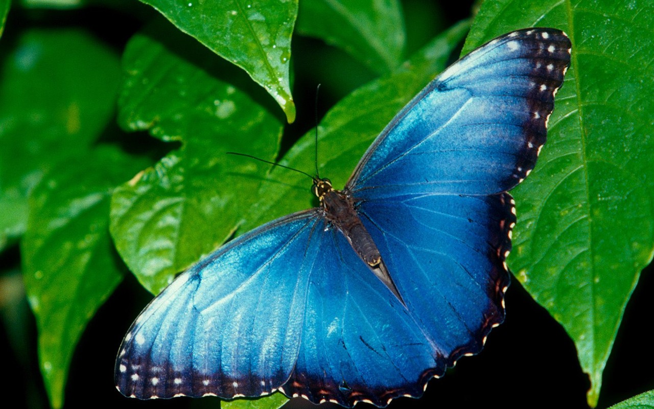 Fondo de pantalla de fotos de Mariposas (2) #1 - 1280x800