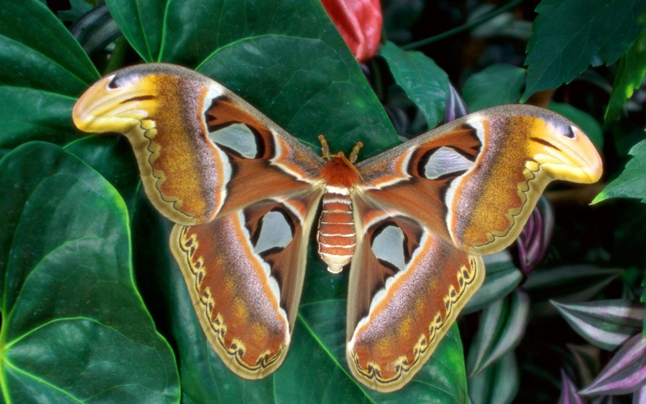 Fondo de pantalla de fotos de Mariposas (2) #4 - 1280x800