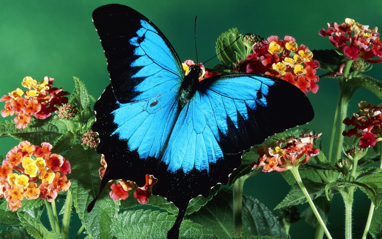 Fondo de pantalla de fotos de Mariposas (2) #5 - 1280x800