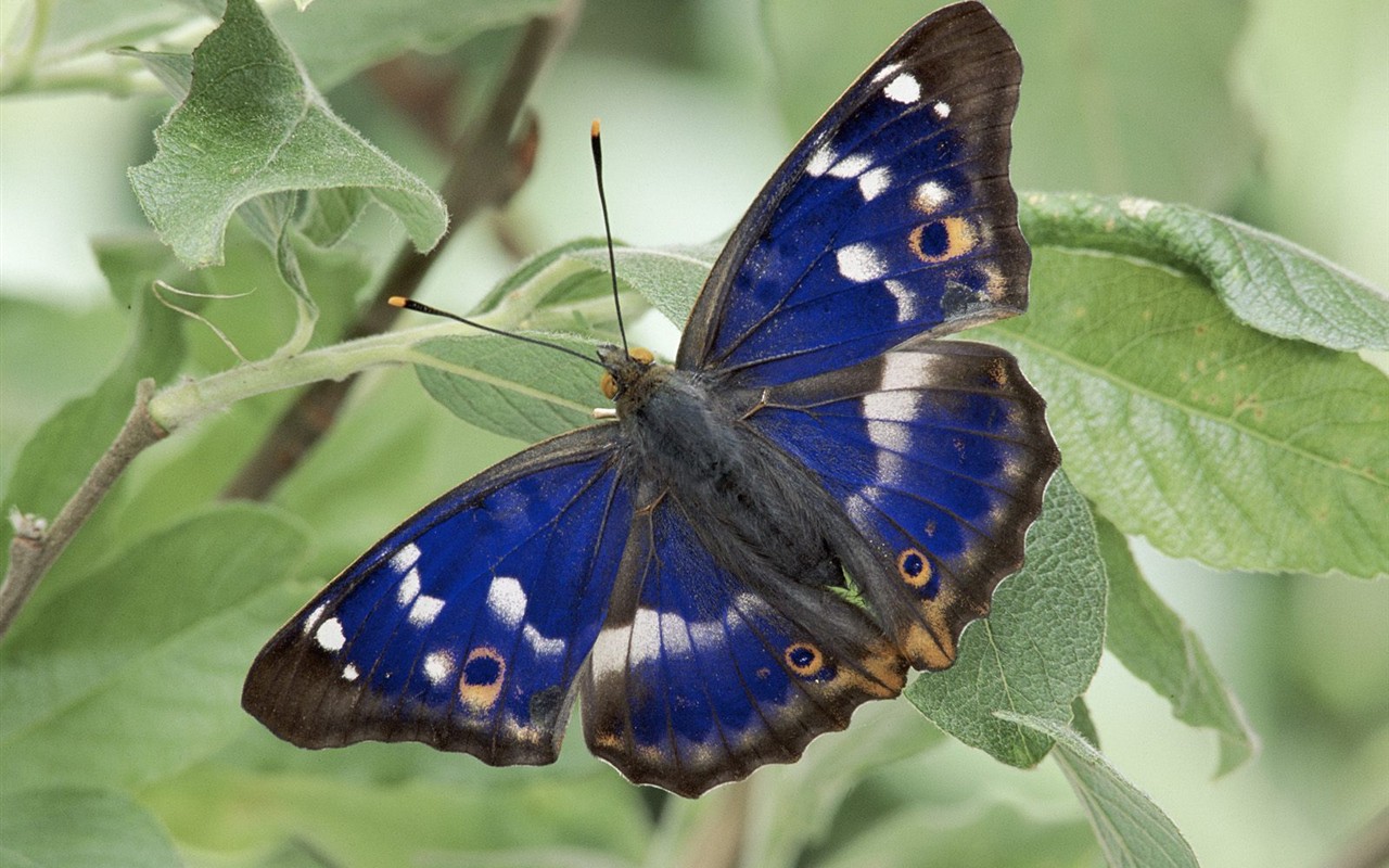 Fondo de pantalla de fotos de Mariposas (2) #6 - 1280x800