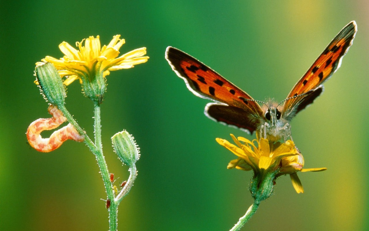 Fondo de pantalla de fotos de Mariposas (2) #9 - 1280x800