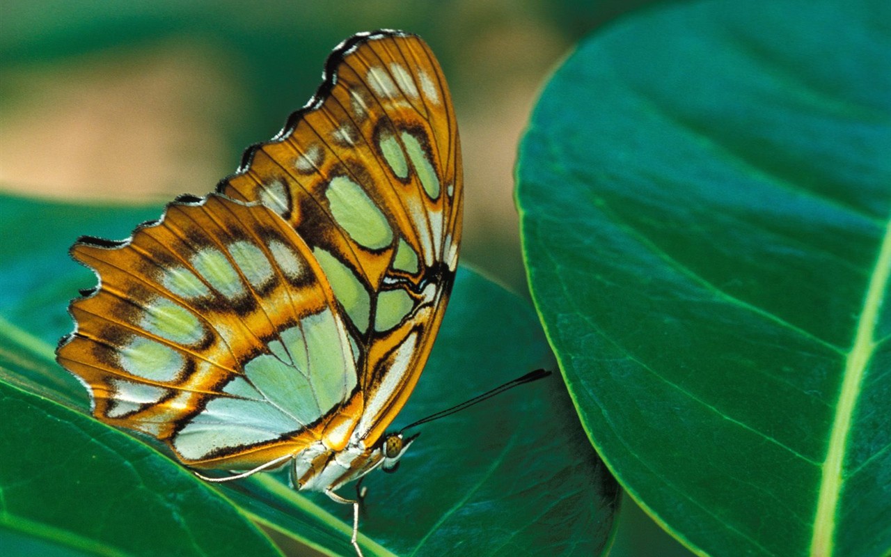 Fondo de pantalla de fotos de Mariposas (2) #10 - 1280x800