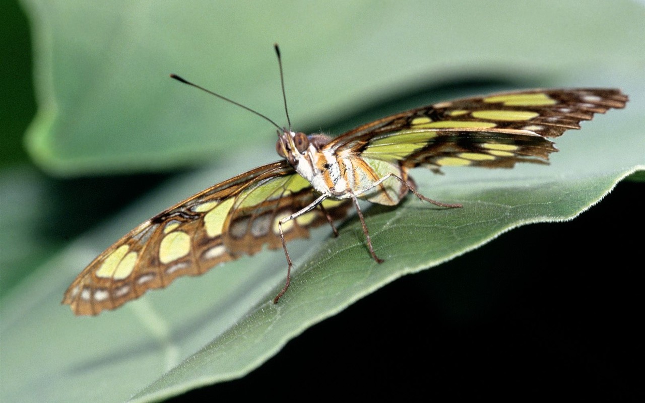 Fondo de pantalla de fotos de Mariposas (2) #11 - 1280x800