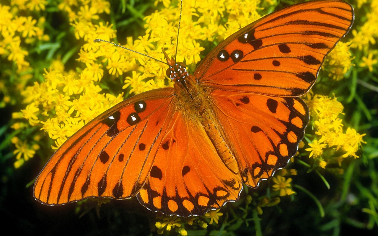 Fondo de pantalla de fotos de Mariposas (2) #14 - 1280x800