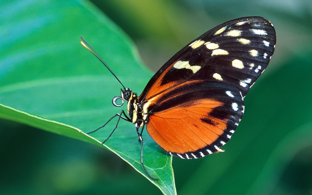 Fondo de pantalla de fotos de Mariposas (2) #15 - 1280x800