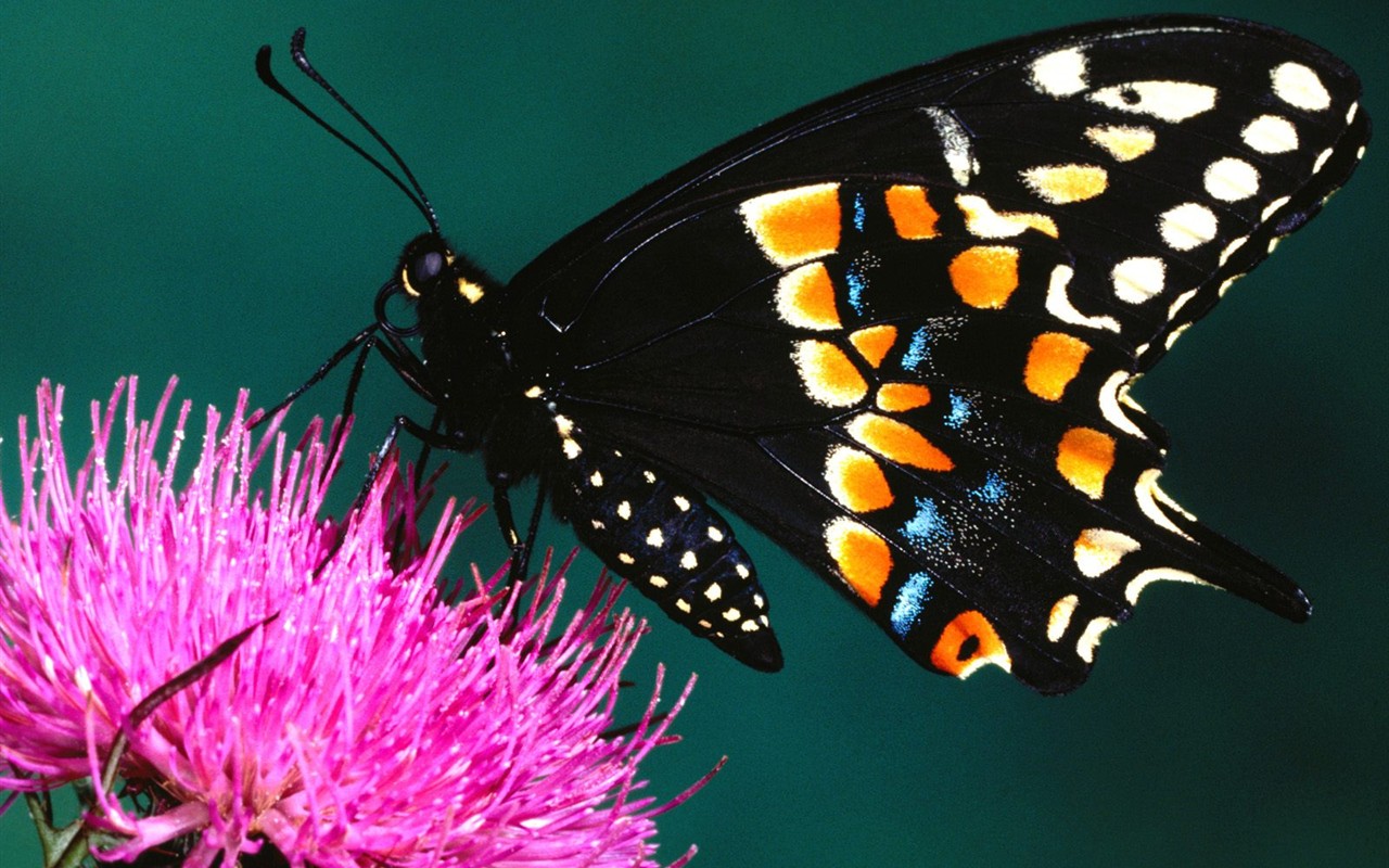 Fondo de pantalla de fotos de Mariposas (2) #16 - 1280x800