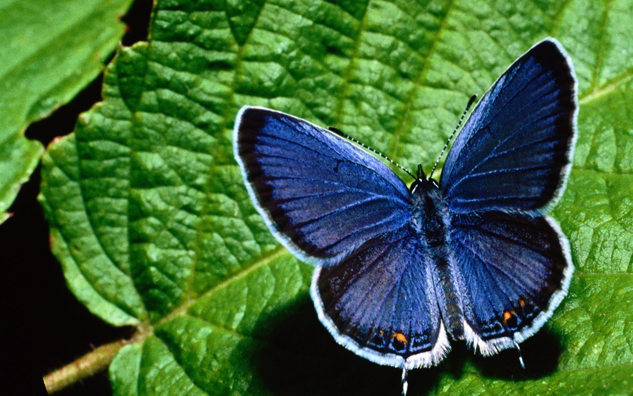 Fondo de pantalla de fotos de Mariposas (2) #17 - 1280x800