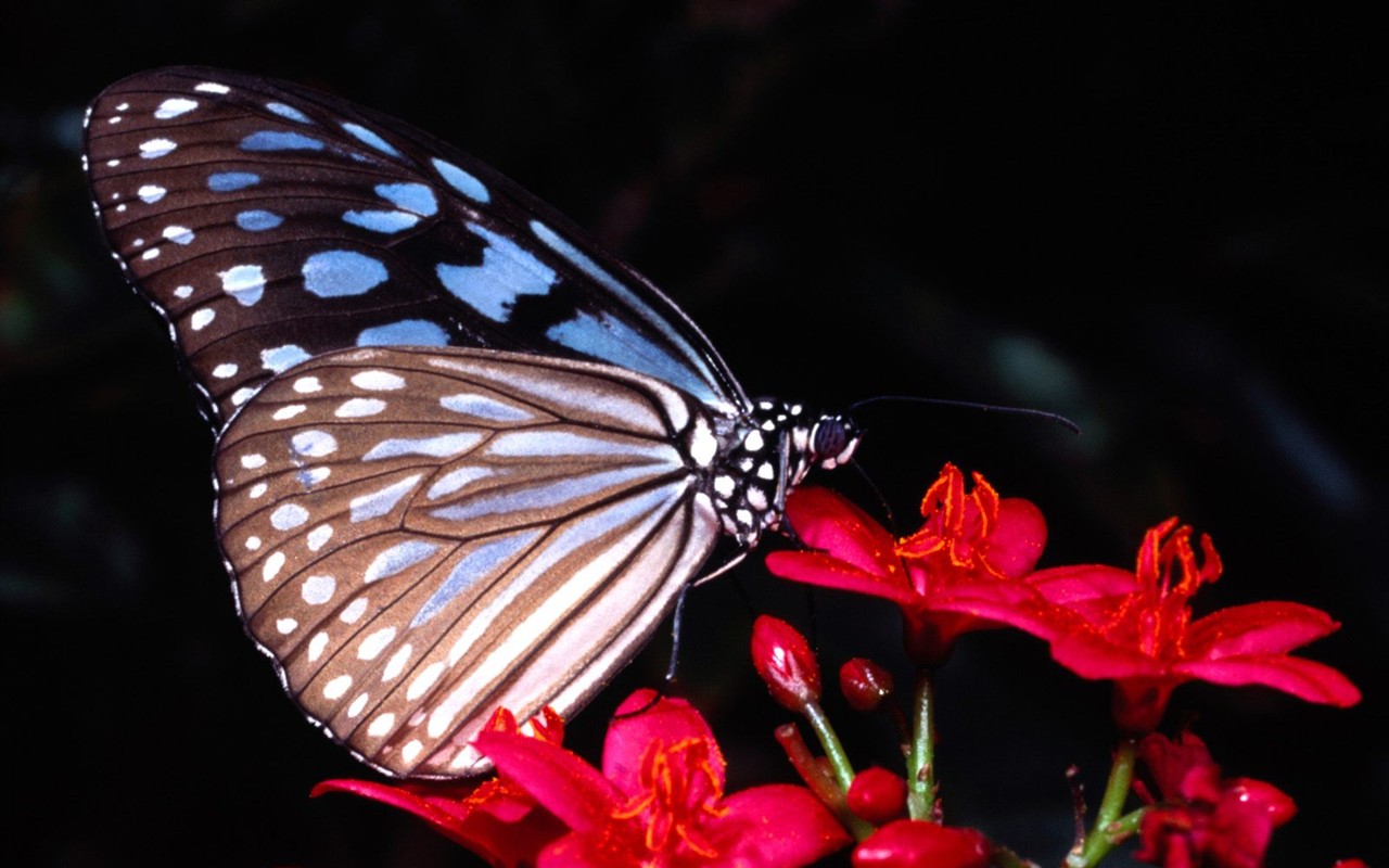 Fondo de pantalla de fotos de Mariposas (2) #18 - 1280x800