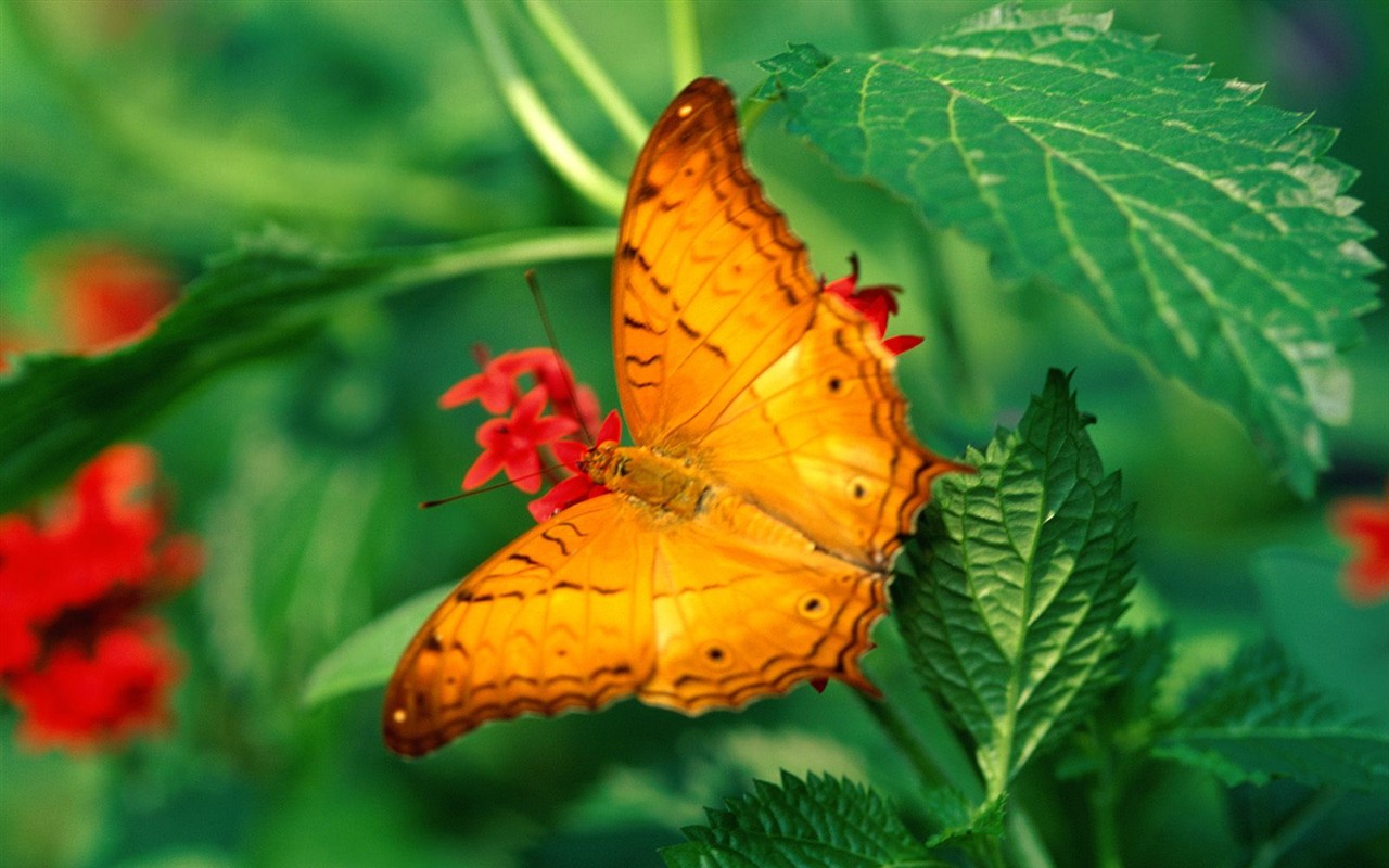 Fondo de pantalla de fotos de Mariposas (2) #19 - 1280x800