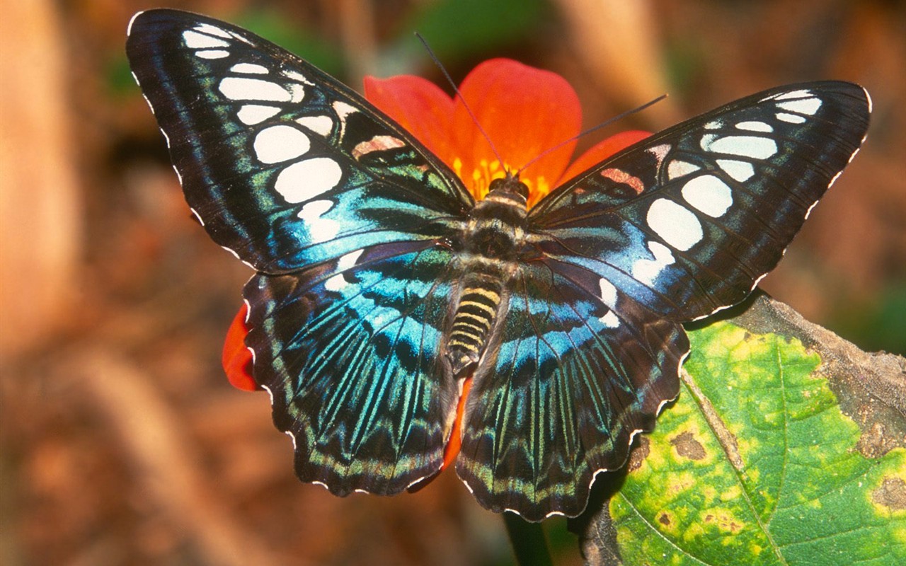 Fondo de pantalla de fotos de Mariposas (2) #20 - 1280x800