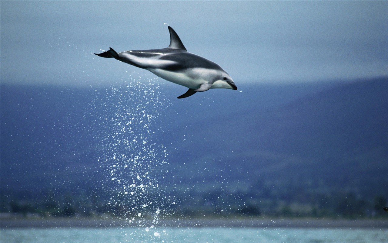 Animal Wallpaper Collection (1) # - 1280x800