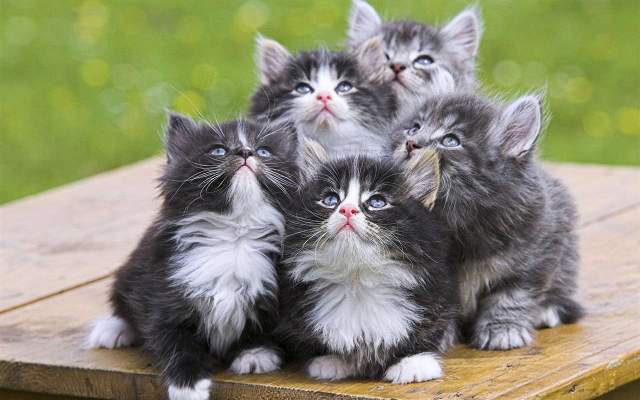 動物壁紙合集(一) # - 1280x800