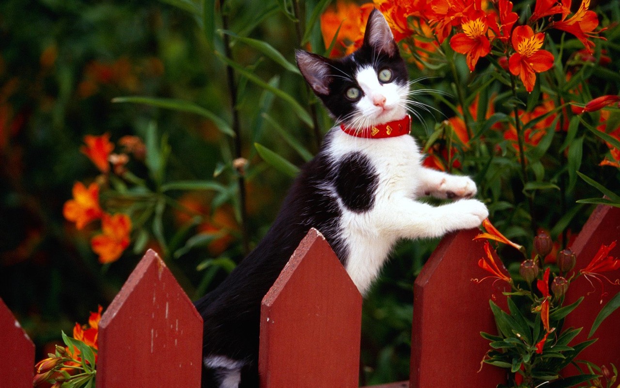 Cats Photo Wallpaper #3 - 1280x800