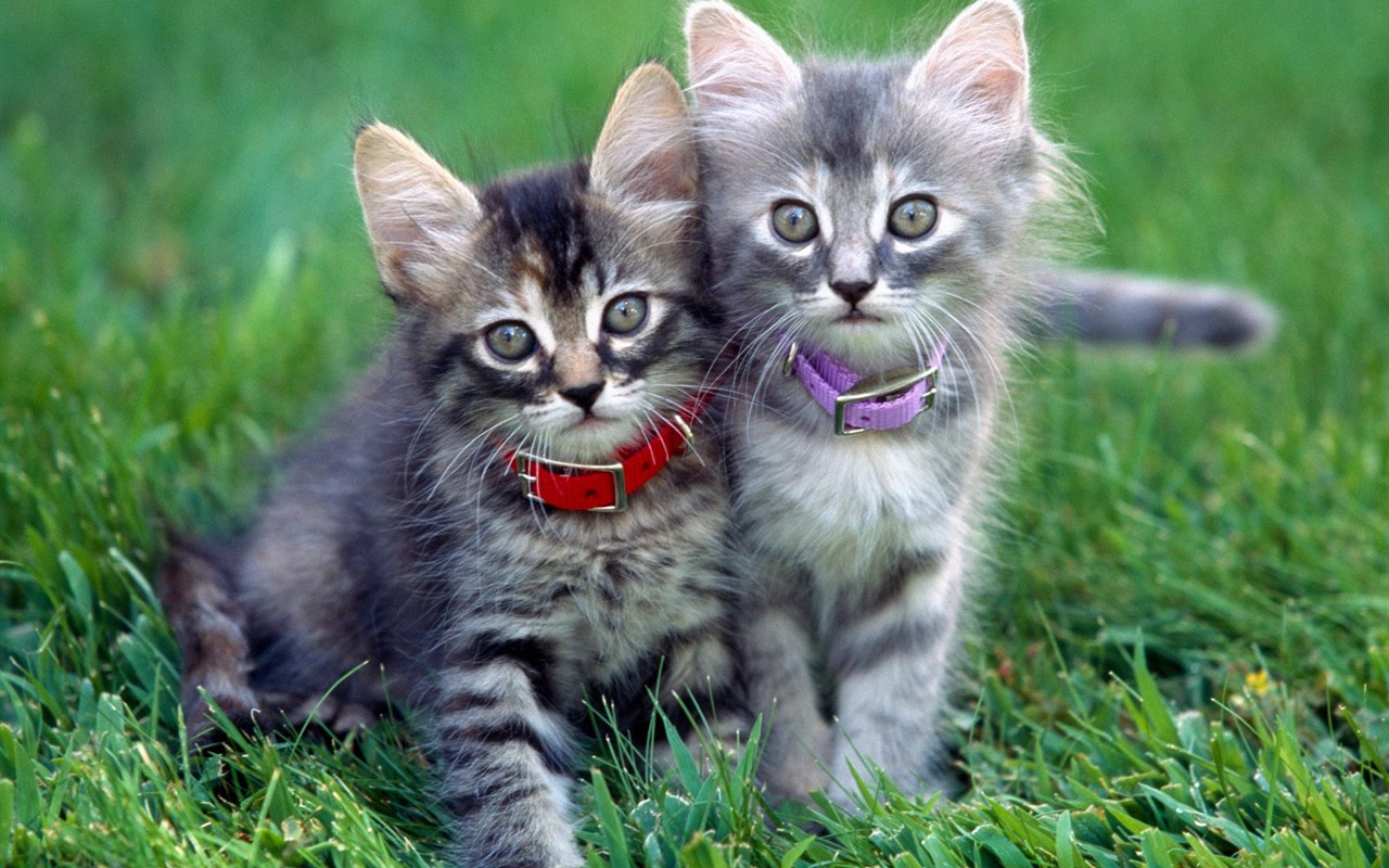 Cats Photo Wallpaper #9 - 1280x800