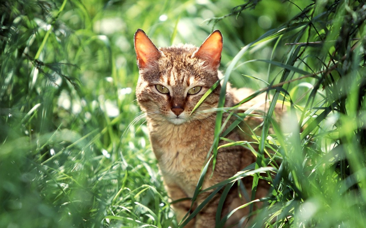 Los gatos Fondos de Fotografía #11 - 1280x800