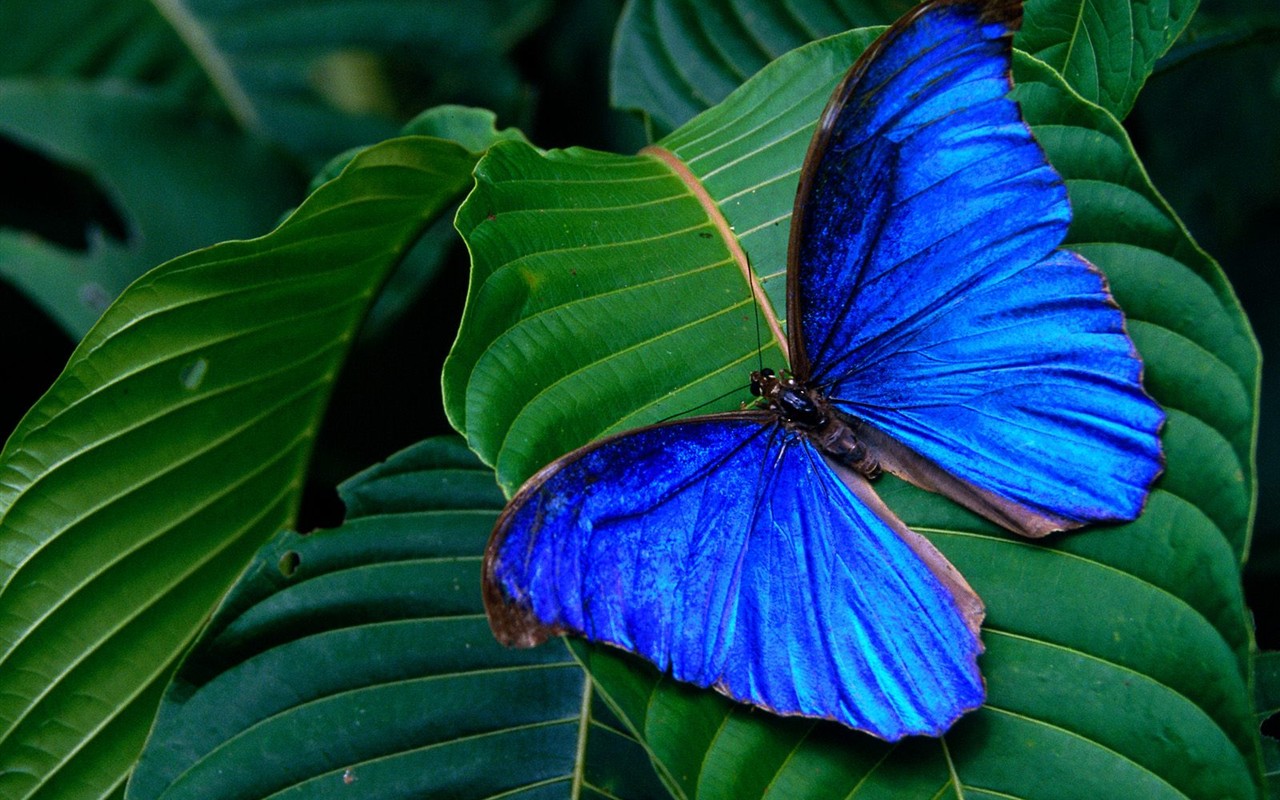 Butterfly Photo Wallpaper (1) #7 - 1280x800