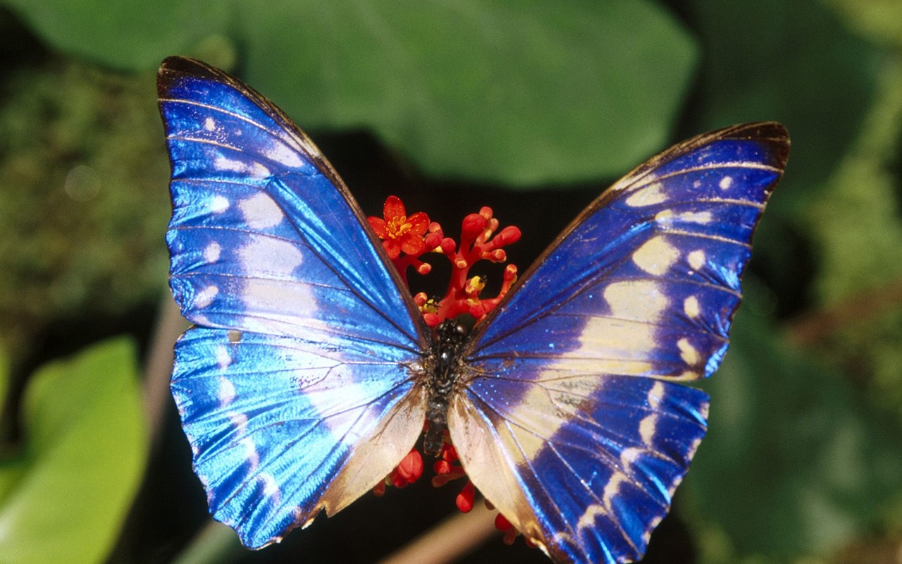 Butterfly Photo Wallpaper (1) #8 - 1280x800