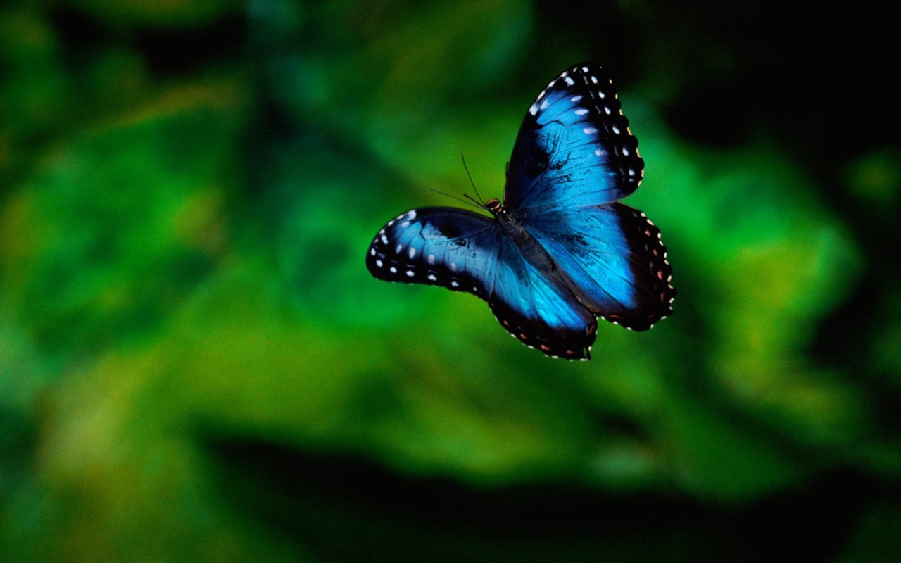 나비 사진 배경 (1) #9 - 1280x800