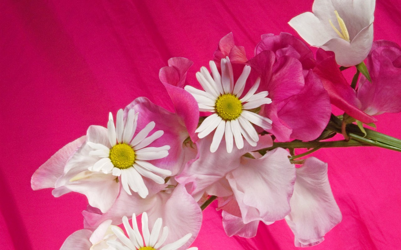Květiny close-up (2) #1 - 1280x800