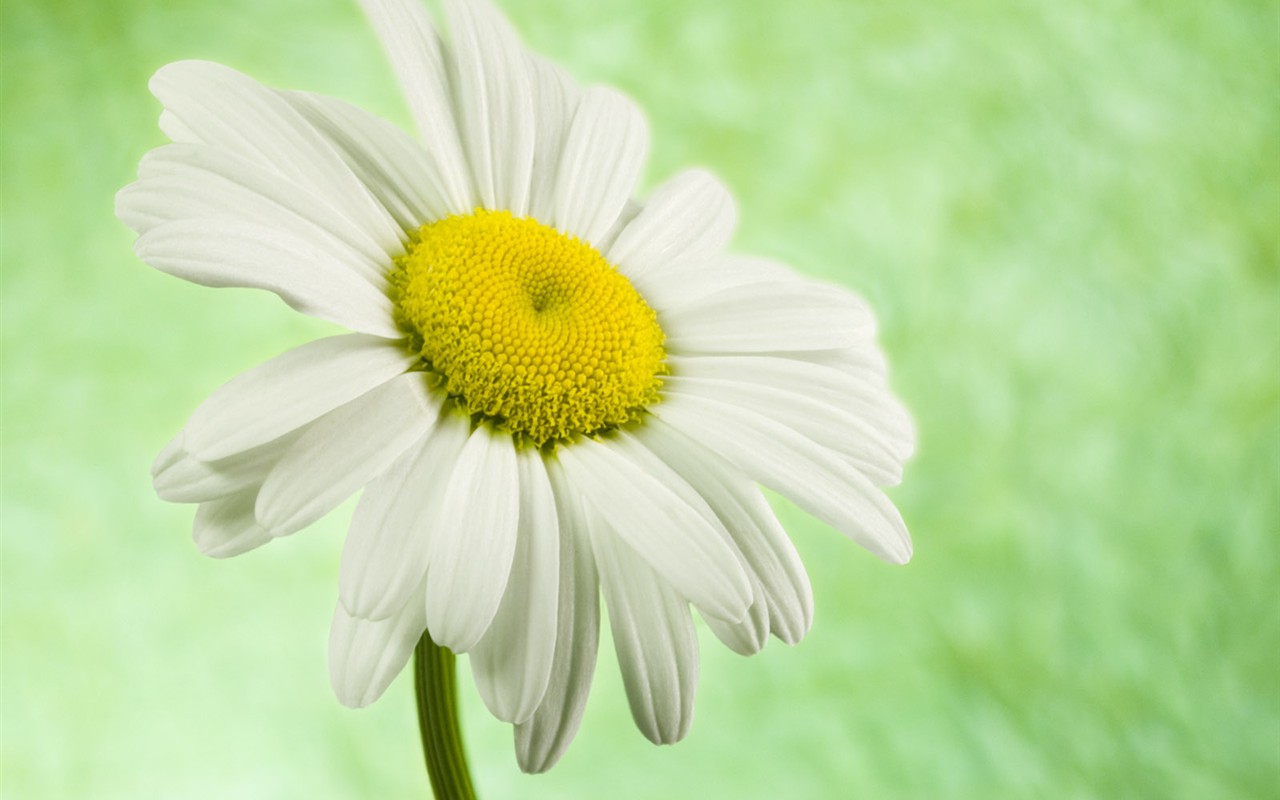 Flowers close-up (2) #9 - 1280x800