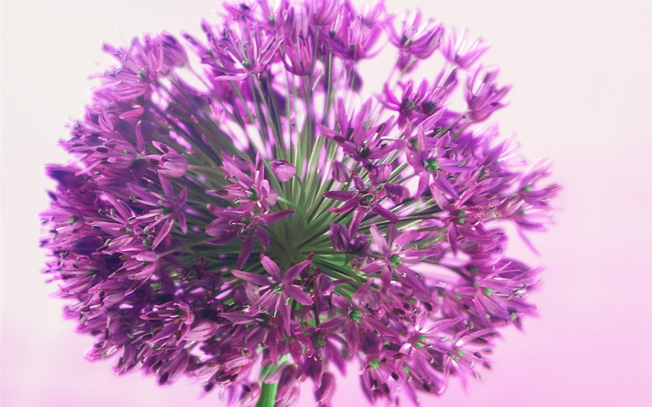 Flowers close-up (2) #17 - 1280x800