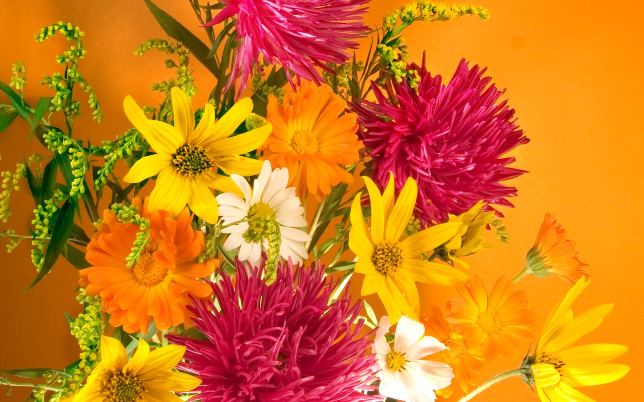 Květiny close-up (2) #18 - 1280x800