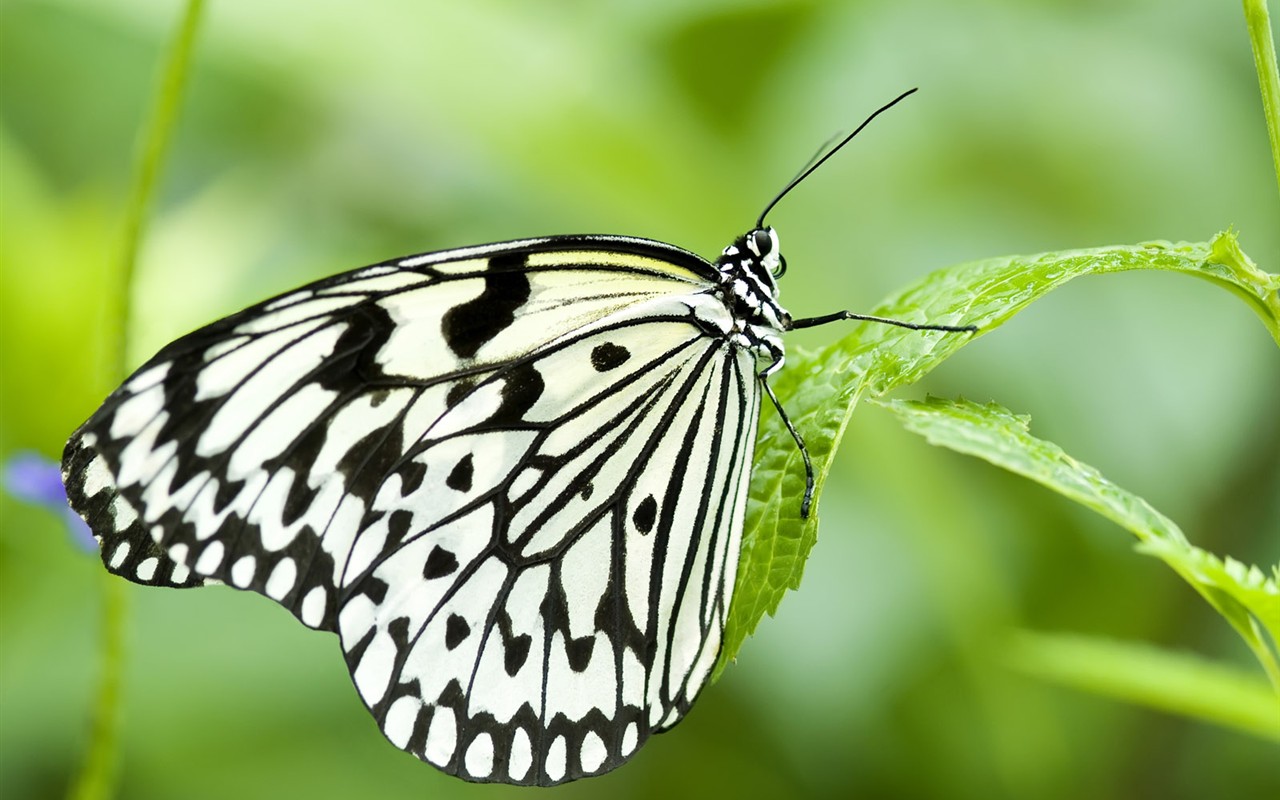 Butterfly Foto tapety (3) #1 - 1280x800