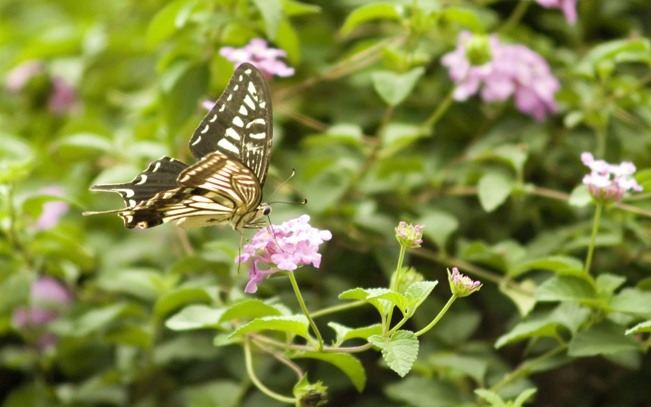 Butterfly Foto tapety (3) #2 - 1280x800