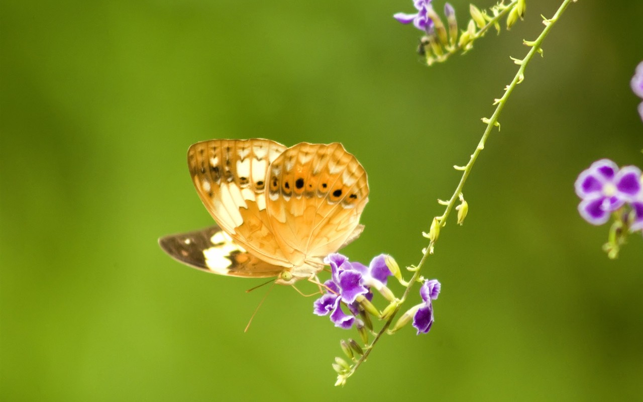 Butterfly Foto tapety (3) #8 - 1280x800