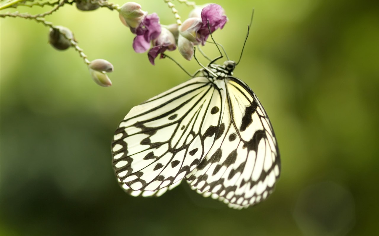 Butterfly Photo Wallpaper (3) #10 - 1280x800