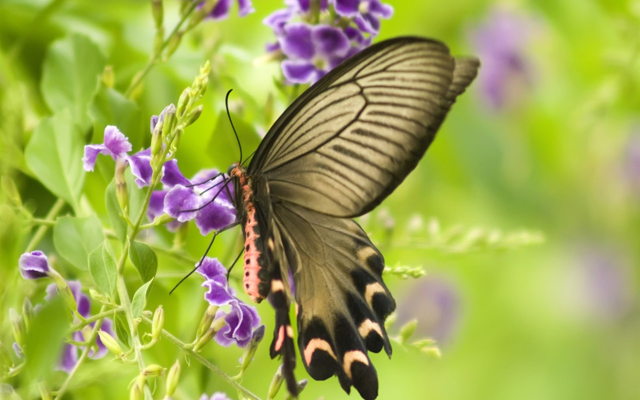 Butterfly Photo Wallpaper (3) #11 - 1280x800