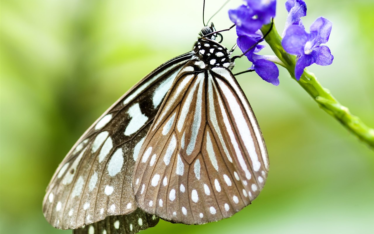 Butterfly Foto tapety (3) #13 - 1280x800