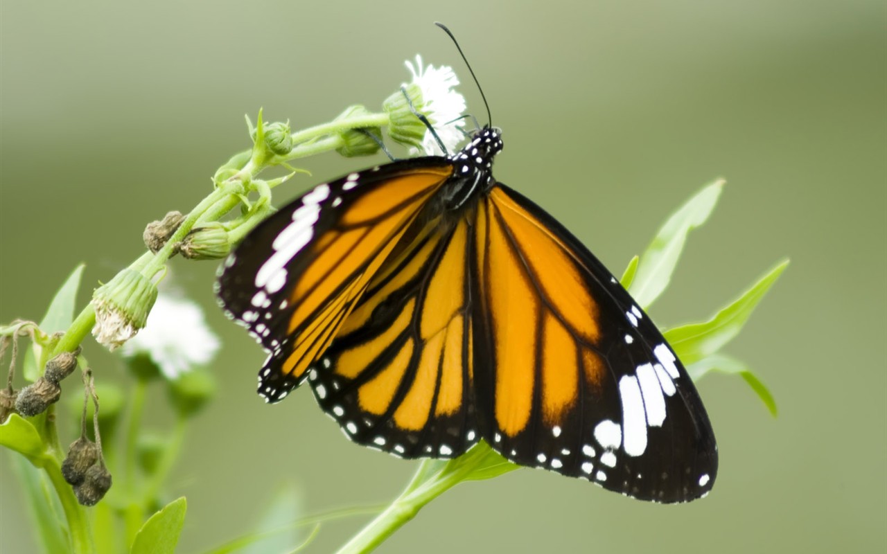 Butterfly Foto tapety (3) #14 - 1280x800