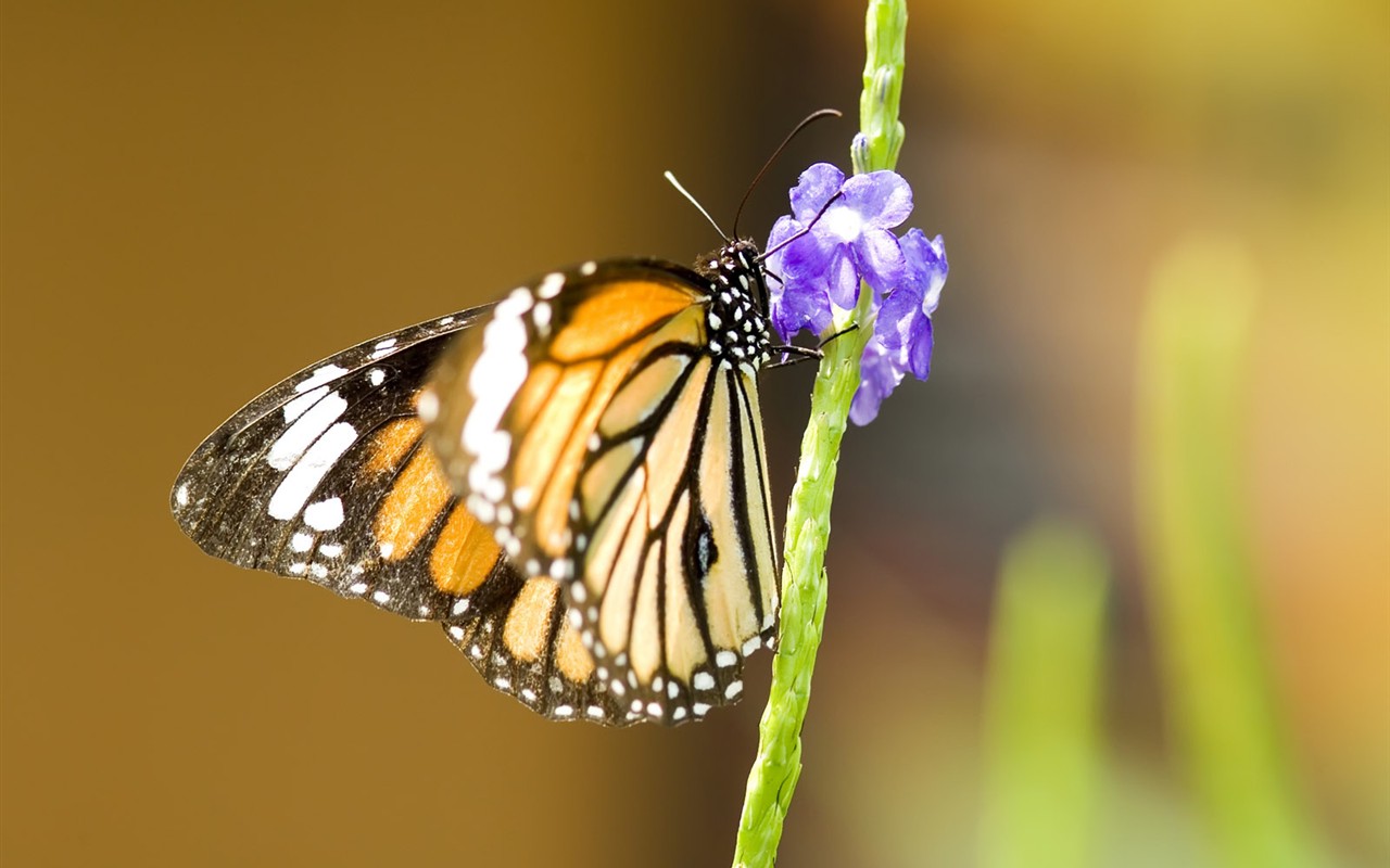 Butterfly Foto tapety (3) #18 - 1280x800