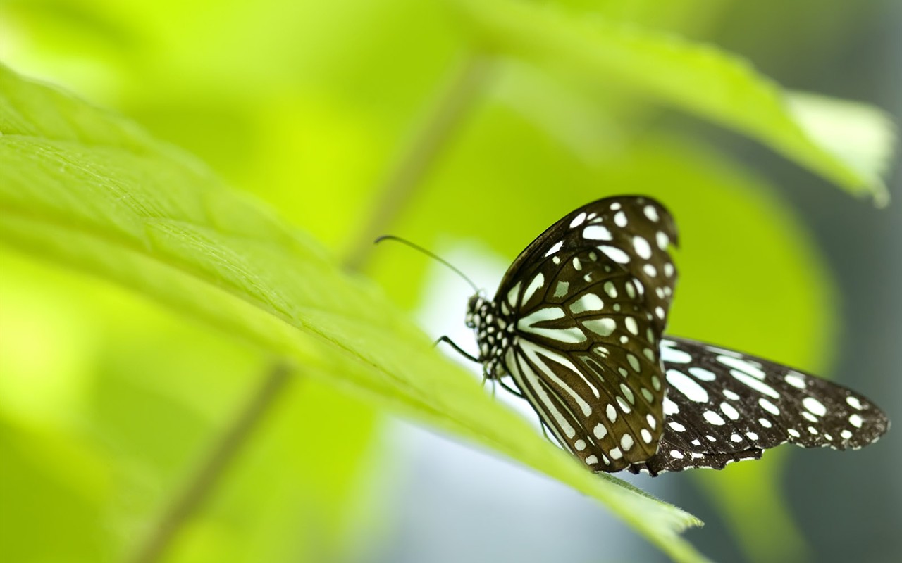 蝶写真の壁紙(3) #19 - 1280x800