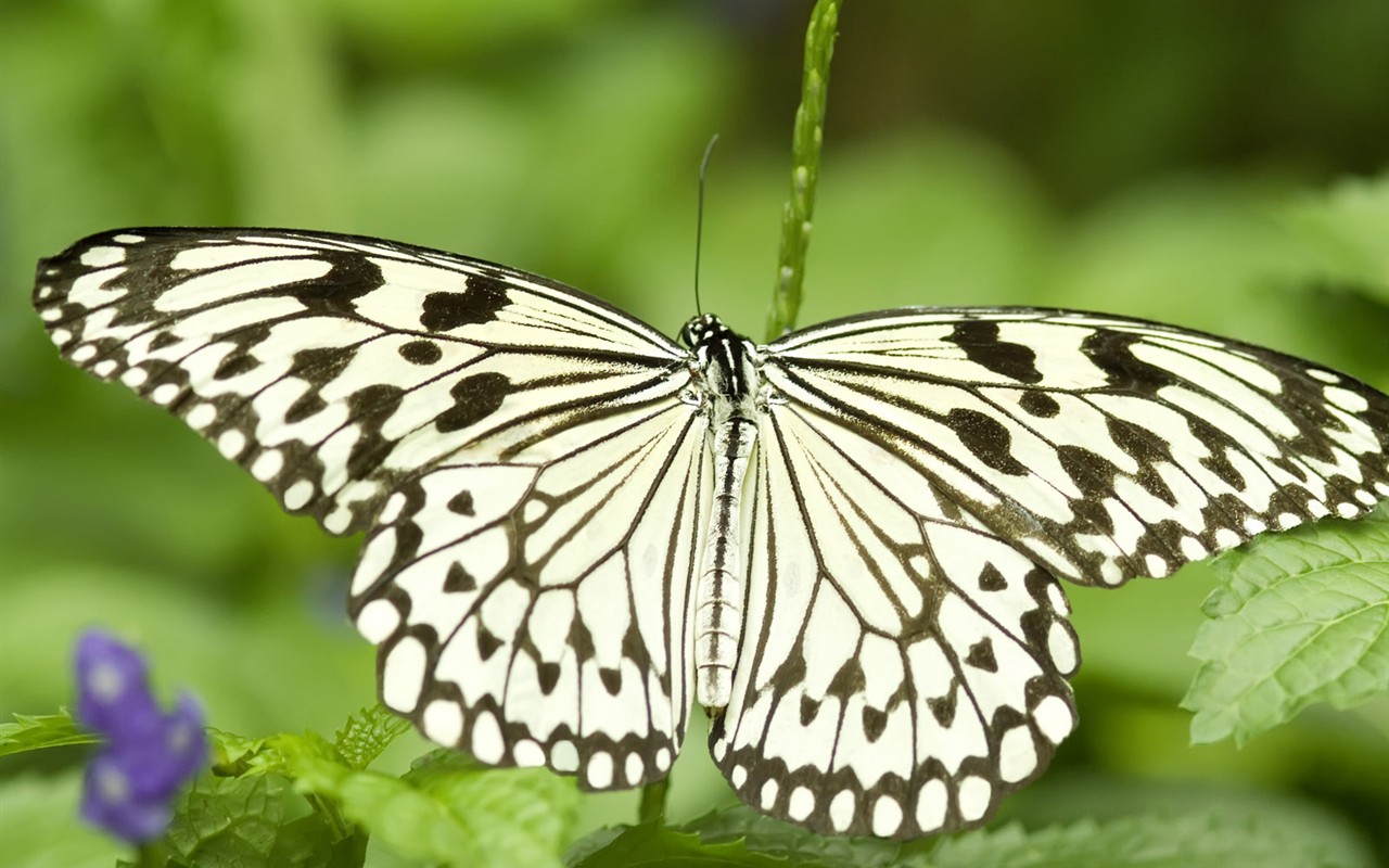 Butterfly Foto tapety (3) #21 - 1280x800