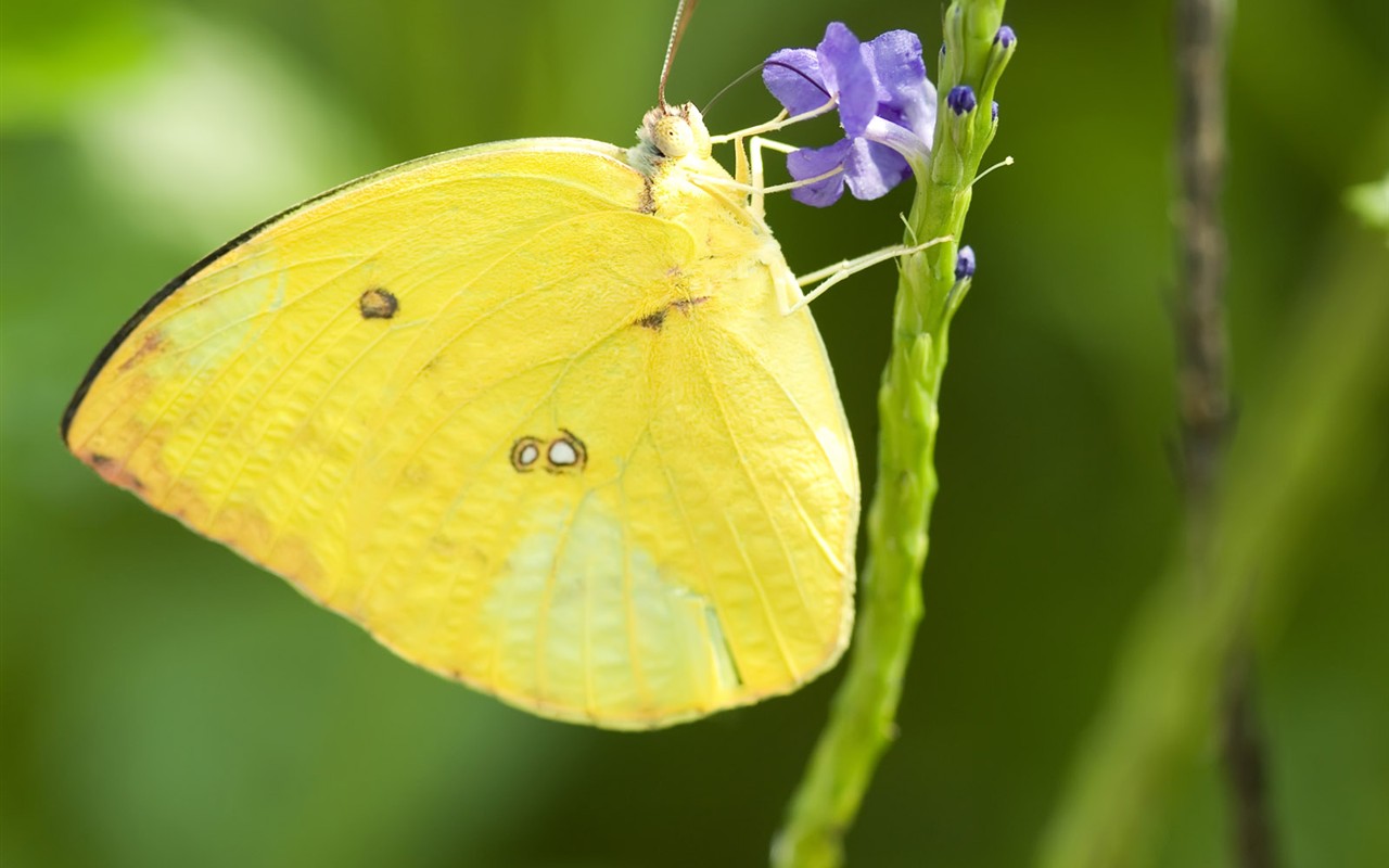 Butterfly Photo Wallpaper (3) #23 - 1280x800