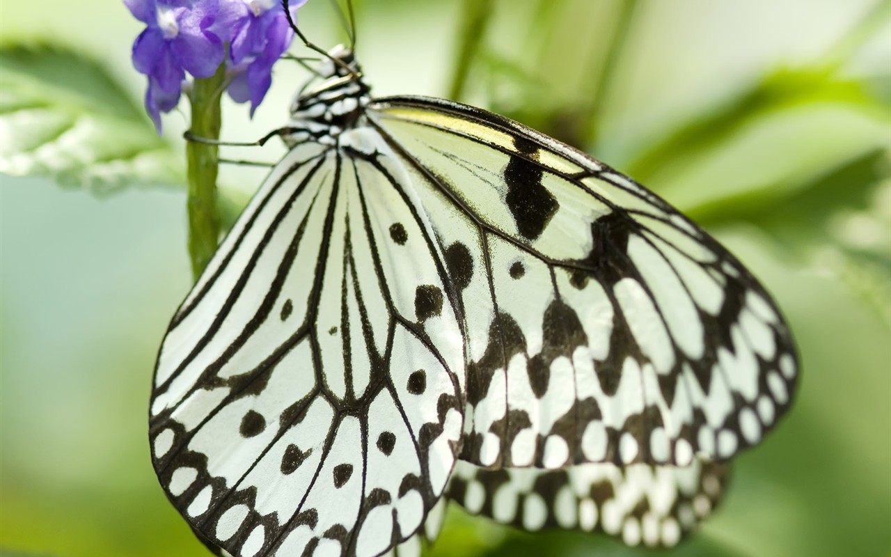 Butterfly Photo Wallpaper (3) #24 - 1280x800