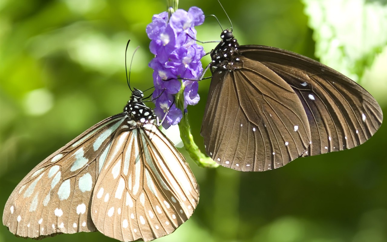 Butterfly Foto tapety (3) #26 - 1280x800